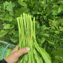 贵州辣辣菜