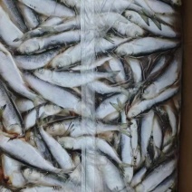 宠物食品小鲱鱼5吨左右