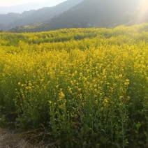 山地小黄菜籽油