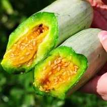山东博洋61甜瓜大量上市，羊角蜜供应商超市场电商口感脆甜