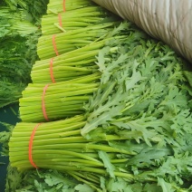 拖车头脆香浓茼蒿种子亩产量高四季种植生长快速光杆茼蒿翠