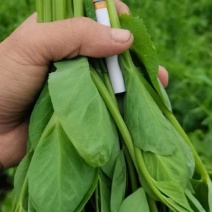 自家基地，头茬二茬豌豆苗365天不间断供应。
