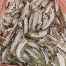 多春鱼