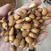【辽宁毛桃芽种子】营口毛桃种子/发芽率好/出苗率高