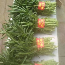 养心菜鲜菜，高钙菜，高钙养心菜，费菜