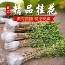 可食用正宗桂花八月盆栽庭院室内桂花树浓香型四季花卉绿植好
