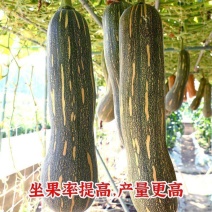 健美密本南瓜种子超甜粉面蜜本南瓜种子甜面南瓜种籽早熟高产