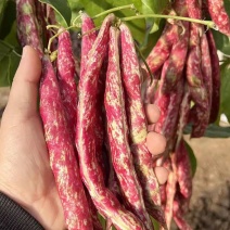 紫金钩豆角种子高产架豆东北金钩种籽芸豆蔬菜春秋四季大棚播