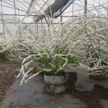 喷雪花