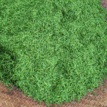 湘西黄金茶（绿茶，红茶）