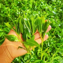 野生红茶