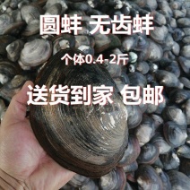 圆蚌湖北黄冈现货菜蚌小蚌肉质鲜嫩白肉饱满常年稳定货源