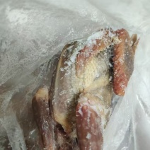二级4-5两乳鸽4000多只