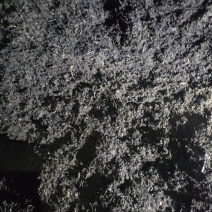 常年生产销售优质腐殖土和纯松毛土，规格是55*88