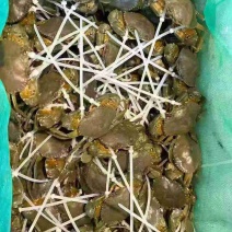 温州本地蟹