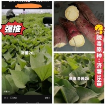 出售脱毒：济薯26红薯苗！高产瓜型好.口感纯正.易储存！