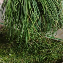 野葱