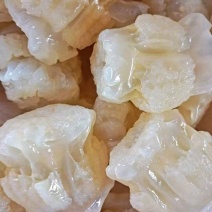 精品海蜇头墨西哥菊花头一点红八爪头特大印尼头