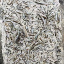 残母体多春鱼2吨