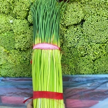 【开封蒜薹】精品红帽蒜苔蒜薹大量供应中，专业对接
