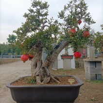 精品大红袍石榴老桩盆景