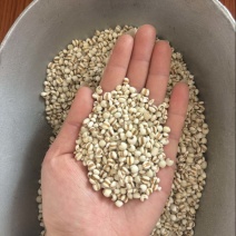 薏米薏米仁产地贵州实物拍摄大量现货