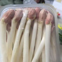 精品花生芽