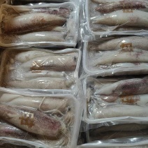 母鱿鱼(满籽满膏)品质上乘，对接全国各地客商前来洽谈合作