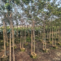 黄槐全冠3-4-5公分大量出售自家基地直线可视频看货