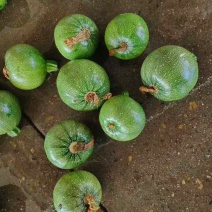 圆南瓜