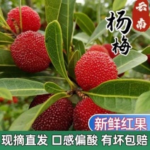 「批发价」云南杨梅/新鲜当季杨梅/现摘直发/有坏包赔