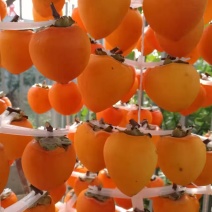 陕西富平柿饼