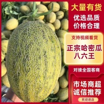 [牛]精品正宗哈密瓜八六王脆嫩多汁果肉金黄新鲜直达欢迎来电选购
