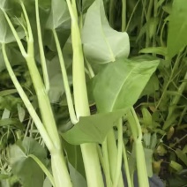 白杆空心菜