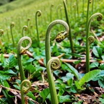 贵州蕨菜