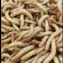 黄粉虫种虫