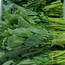 板蓝根菜心