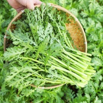 青秀光杆茼蒿种子菜园大田四季高产皇帝菜无纤维青菜叶菜蔬菜