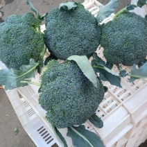 如意60西兰花种子花菜种籽青梗松散型花椰菜种籽孑农家易种