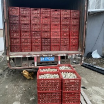 养殖场长期大量出售精品鹌鹑蛋