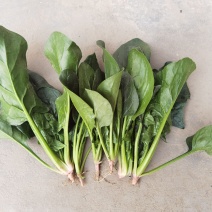 露天菠菜