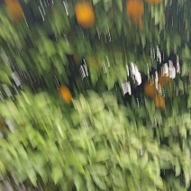 柚子树带果二三十公分都粗十几年了