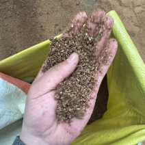 枣粉高糖份香甜可用养殖厂可用饲料厂