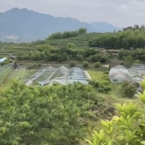 600万拿下建德农场630亩私家农场使用权+两栋精品民宿