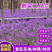 二月兰花种子四季种易活二月兰花籽多年生宿根诸葛菜种子耐阴