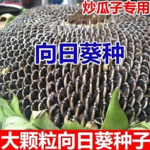 观赏玩具向日葵种子春夏四季播大瓜籽盆栽蔬菜葵花籽高产