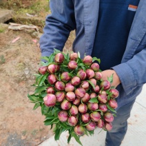 芍药花