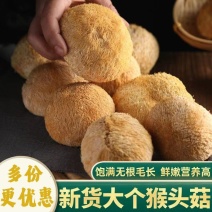 猴头菇