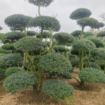 河南女贞造型树价格美丽成活率高对接全国量大从优欢迎询价