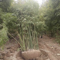 丛竹慈孝竹
